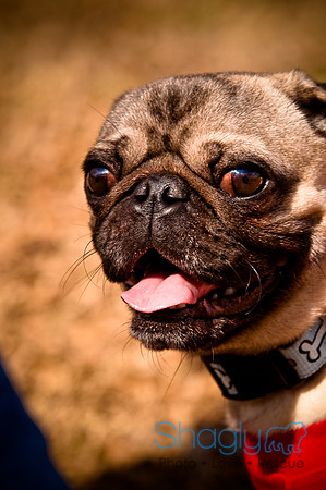 Pugapalooza2010-229