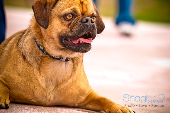 Pugapalooza2010-116