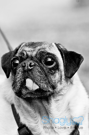 Pugapalooza2010-252