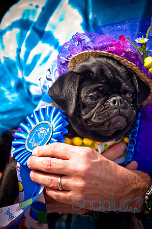 Pugapalooza2010-213