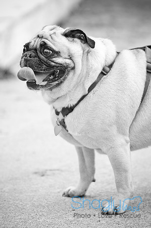 Pugapalooza2010-67