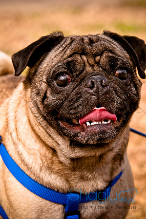 Pugapalooza2010-244