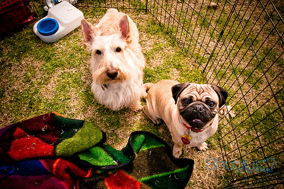 Pugapalooza2010-182
