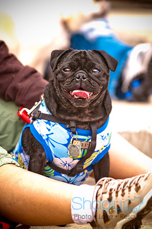 Pugapalooza2010-133