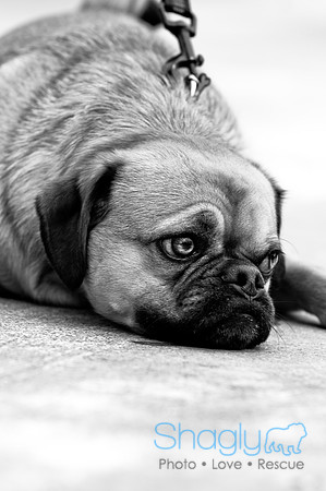 Pugapalooza2010-113
