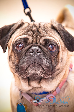 Pugapalooza2010-80