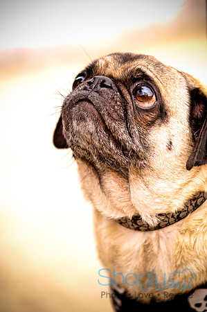 Pugapalooza2010-125