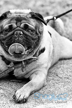 Pugapalooza2010-4