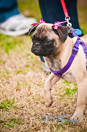 Pugapalooza2010-21