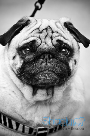 Pugapalooza2010-142