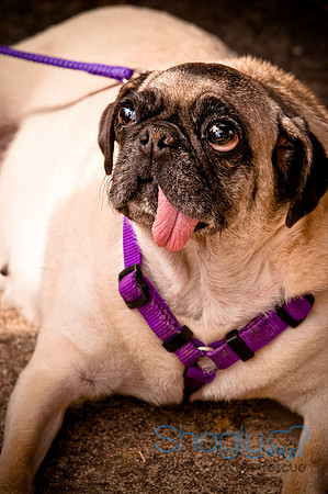 Pugapalooza2010-223