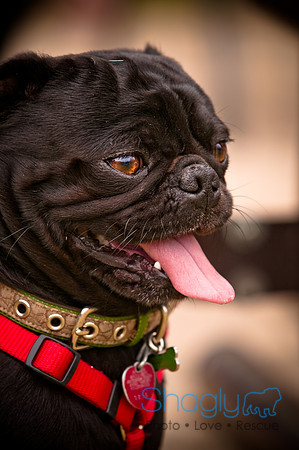 Pugapalooza2010-10