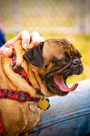 Pugapalooza2010-56