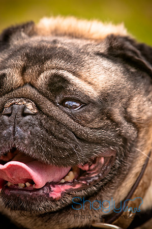 Pugapalooza2010-7