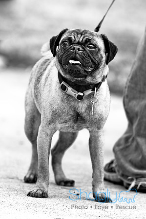 Pugapalooza2010-97