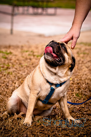 Pugapalooza2010-261