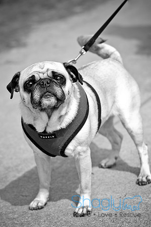 Pugapalooza2010-167