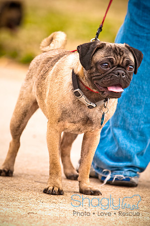Pugapalooza2010-99