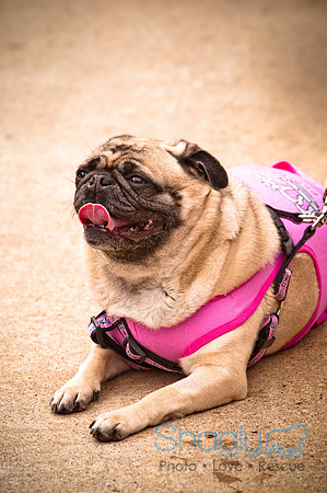 Pugapalooza2010-78
