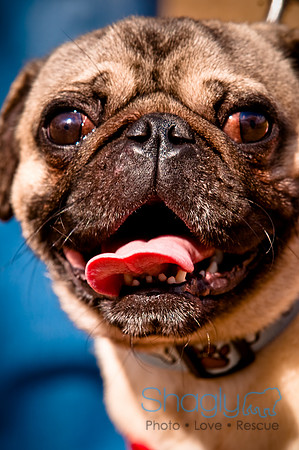 Pugapalooza2010-232