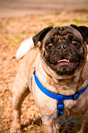 Pugapalooza2010-240