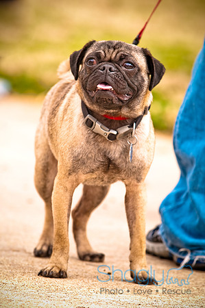 Pugapalooza2010-96