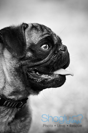 Pugapalooza2010-247