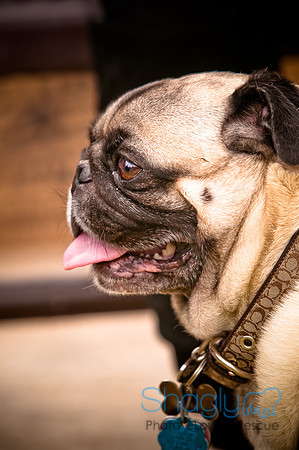 Pugapalooza2010-15