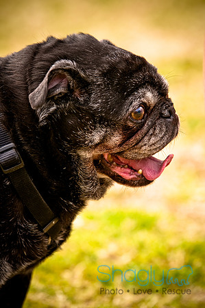 Pugapalooza2010-148