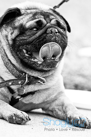 Pugapalooza2010-111