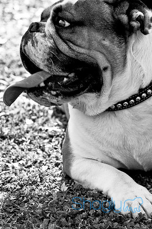 Pugapalooza2010-211