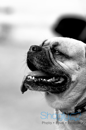 Pugapalooza2010-152