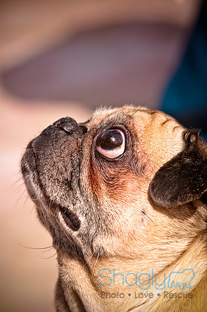 Pugapalooza2010-200