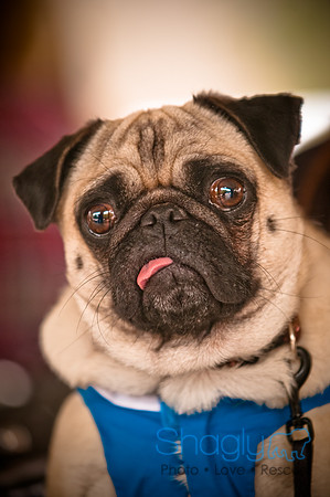 Pugapalooza2010-64