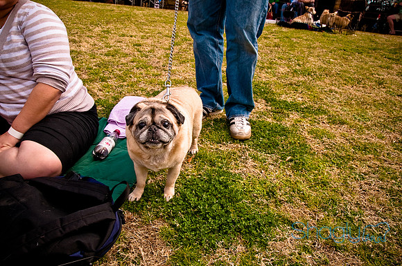 Pugapalooza2010-185