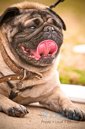 Pugapalooza2010-110