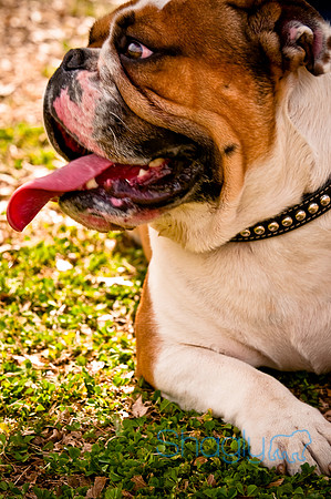 Pugapalooza2010-210