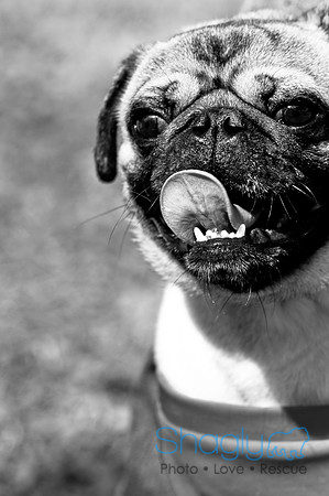 Pugapalooza2010-234