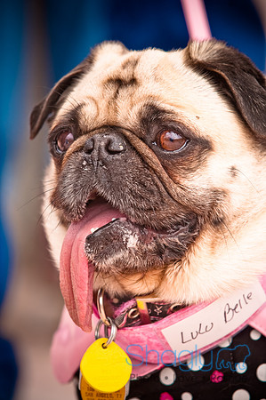 Pugapalooza2010-66