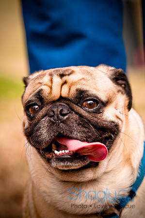Pugapalooza2010-259