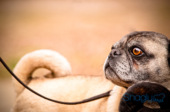 Pugapalooza2010-43