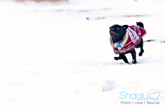 Shagly Photography-3