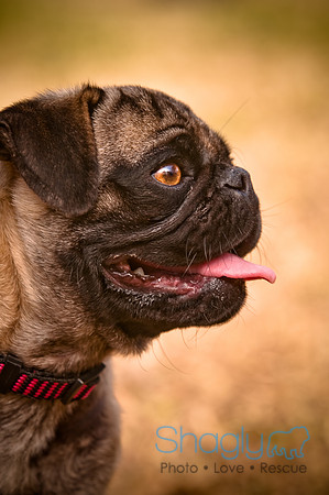 Pugapalooza2010-246
