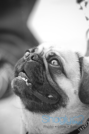 Pugapalooza2010-89