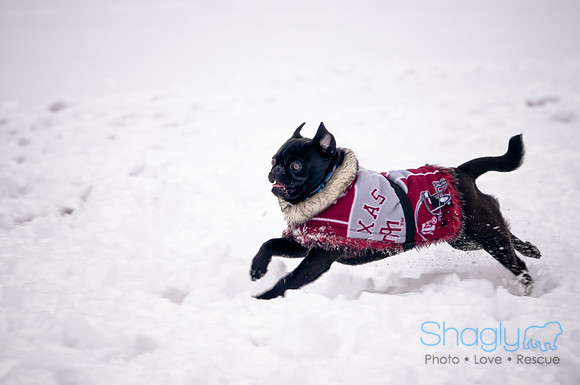 Shagly Photography-5
