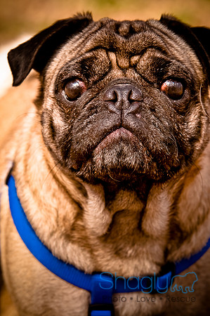 Pugapalooza2010-243
