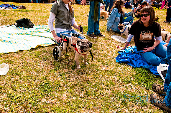 Pugapalooza2010-181