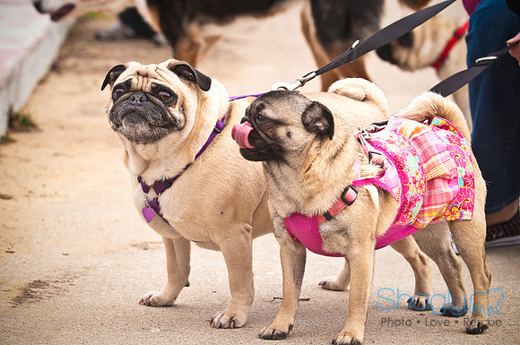 Pugapalooza2010-70