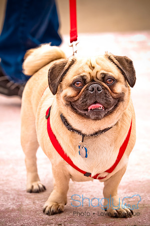 Pugapalooza2010-84