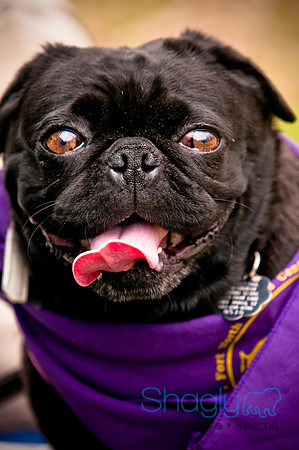 Pugapalooza2010-121